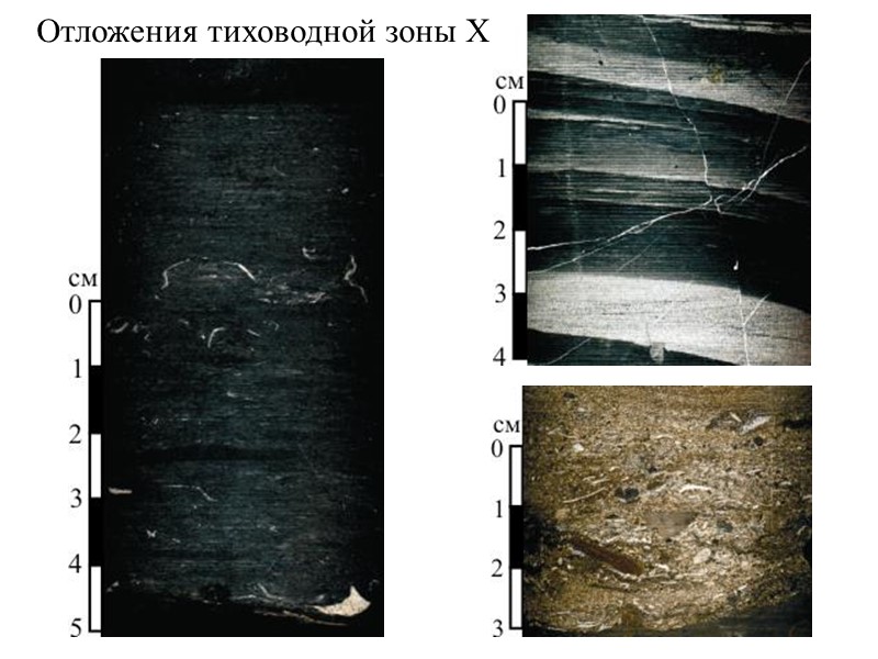 Отложения тиховодной зоны X